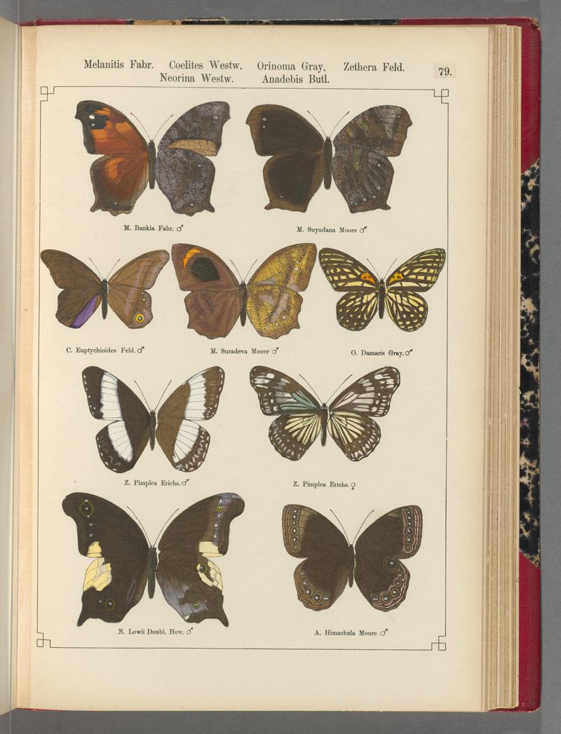 Exotische schmetterlinge (Taf. 79) BHL40070850