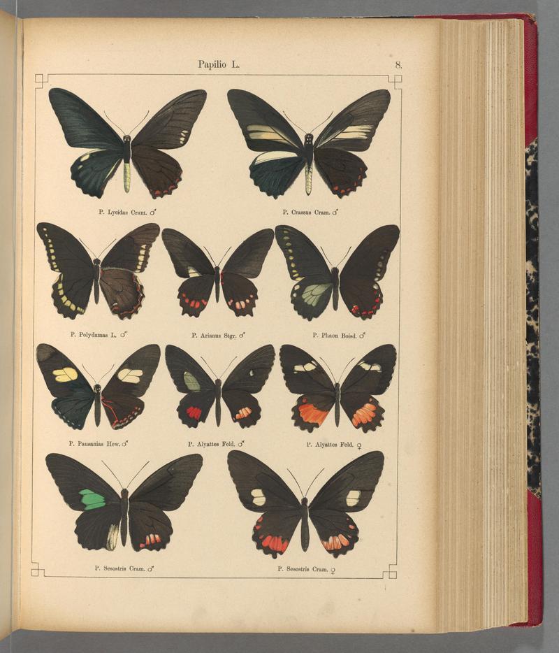 Exotische schmetterlinge (Taf. 8) BHL40070708