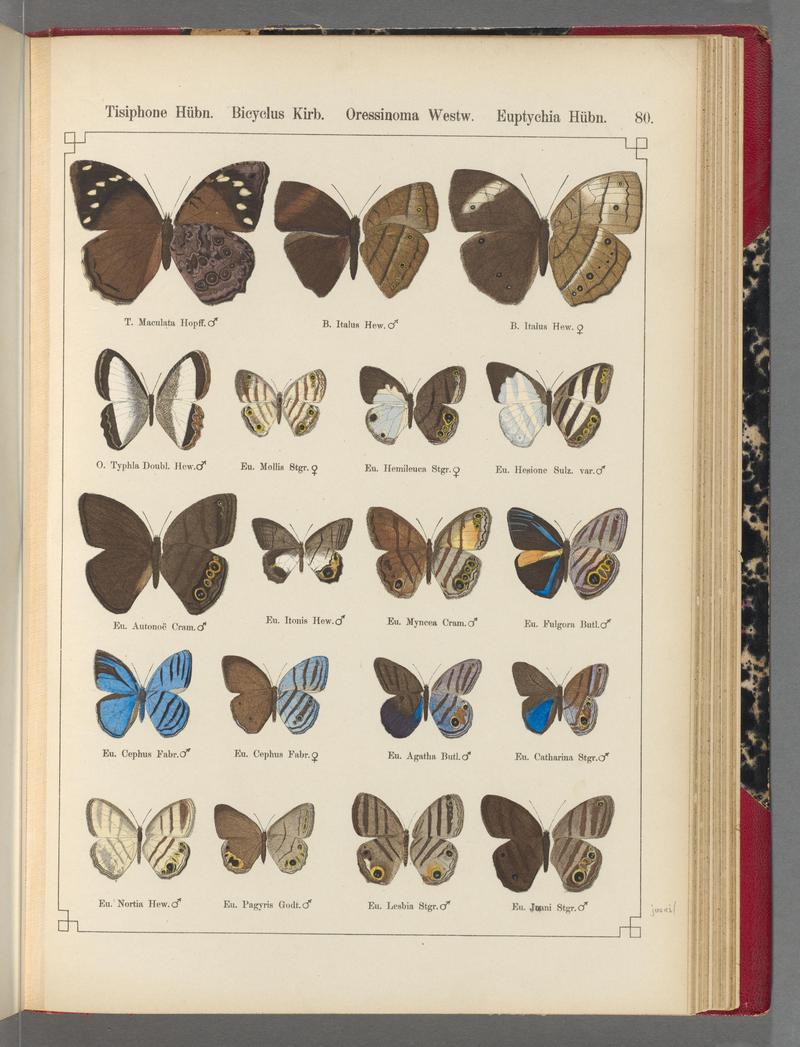 Exotische schmetterlinge (Taf. 80) BHL40070852