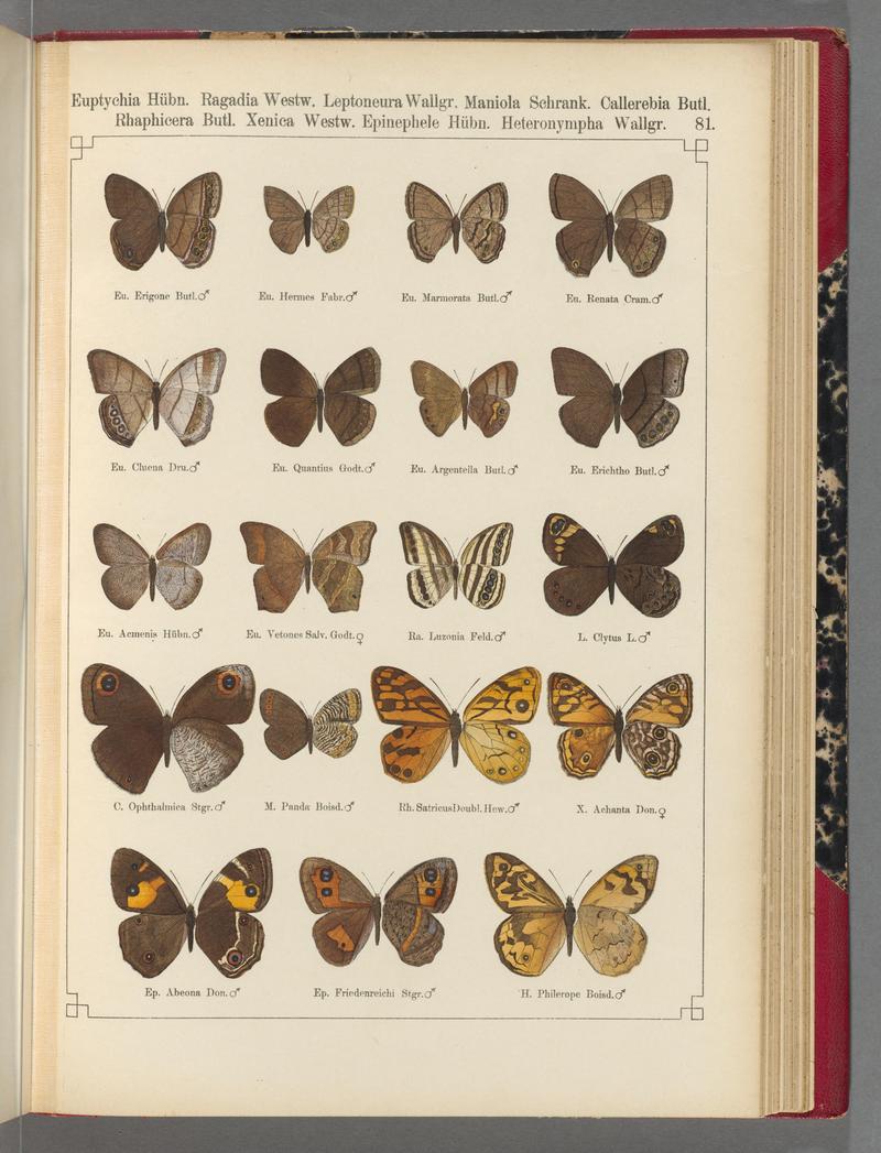 Exotische schmetterlinge (Taf. 81) BHL40070854