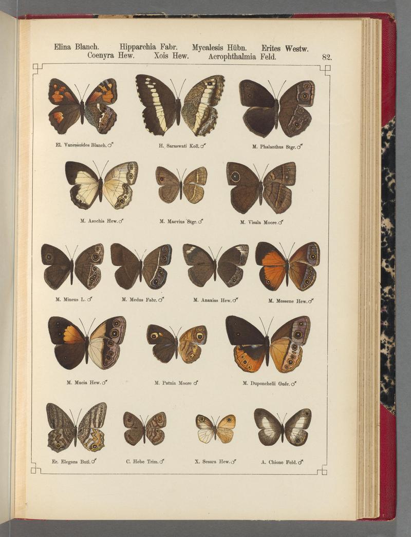 Exotische schmetterlinge (Taf. 82) BHL40070856