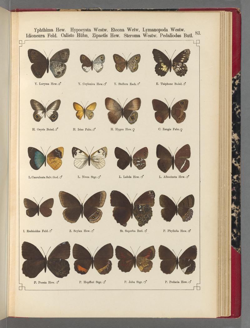 Exotische schmetterlinge (Taf. 83) BHL40070858