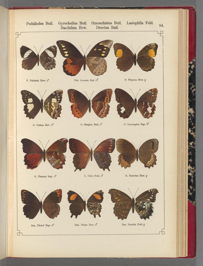 Exotische schmetterlinge (Taf. 84) BHL40070860