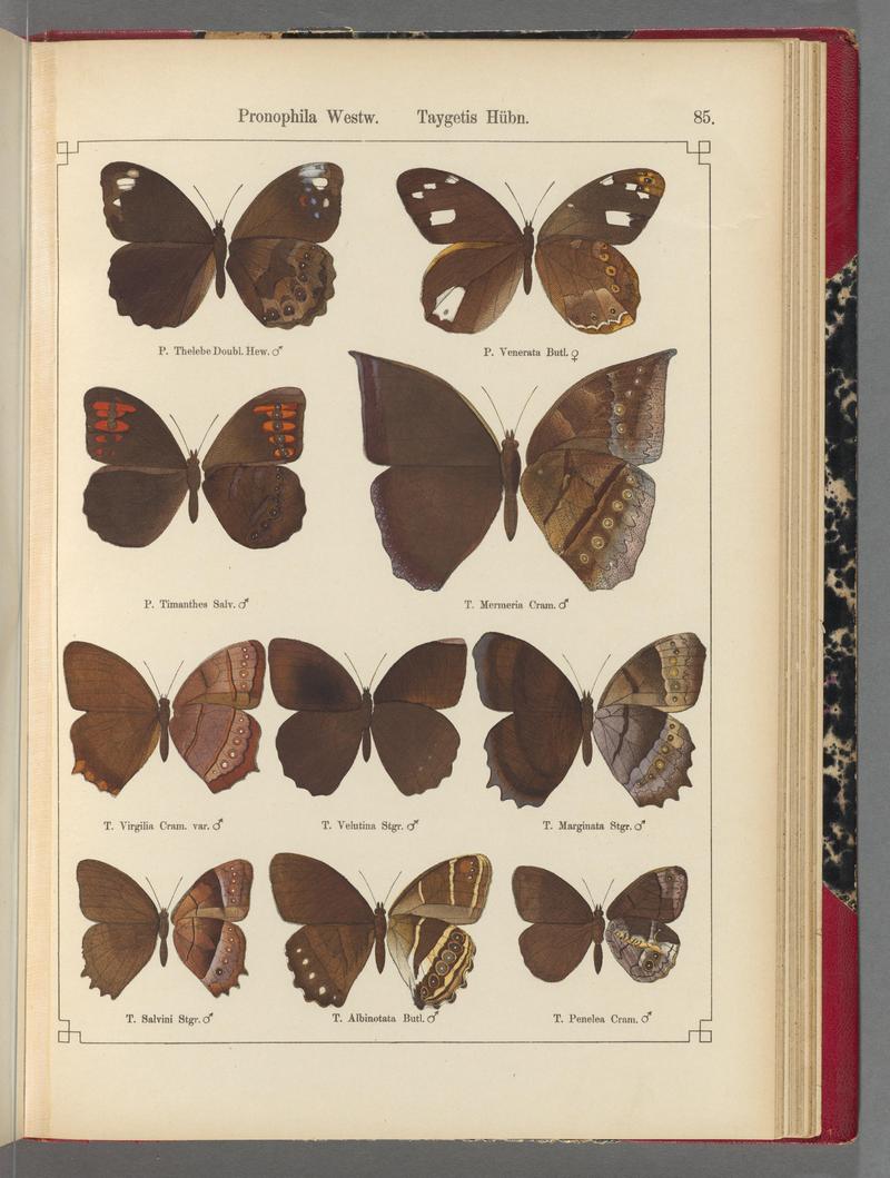 Exotische schmetterlinge (Taf. 85) BHL40070862