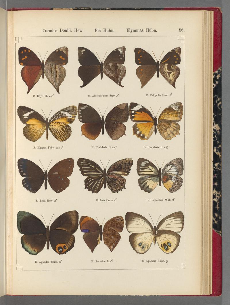 Exotische schmetterlinge (Taf. 86) BHL40070864