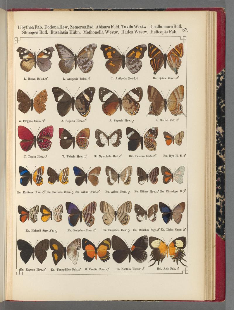 Exotische schmetterlinge (Taf. 87) BHL40070866