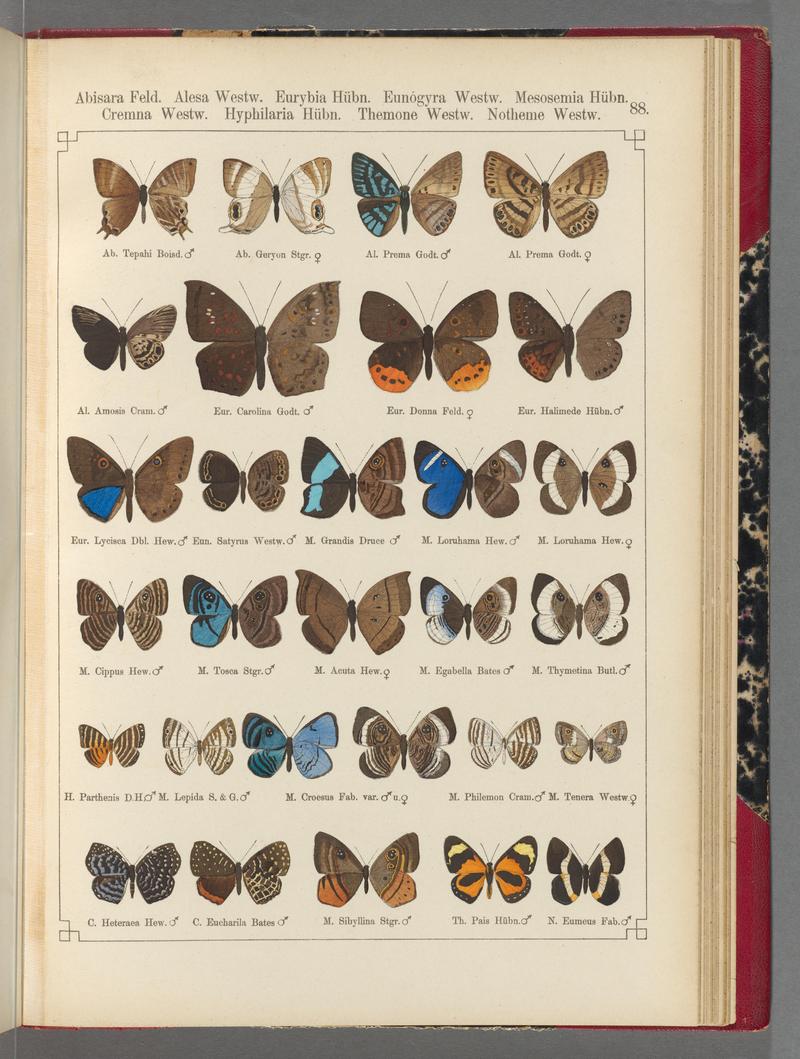 Exotische schmetterlinge (Taf. 88) BHL40070868