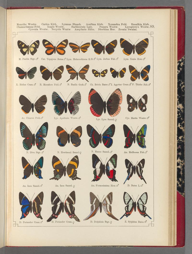 Exotische schmetterlinge (Taf. 89) BHL40070870