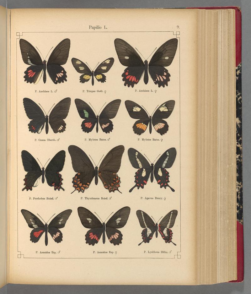 Exotische schmetterlinge (Taf. 9) BHL40070710