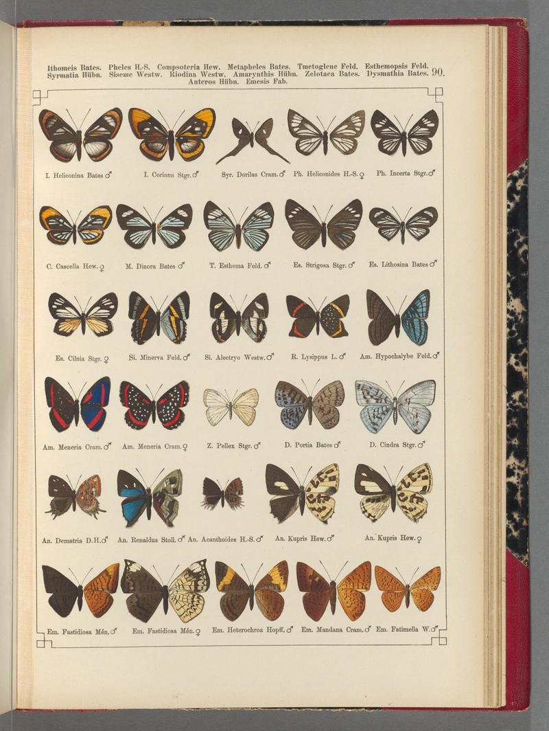 Exotische schmetterlinge (Taf. 90) BHL40070872
