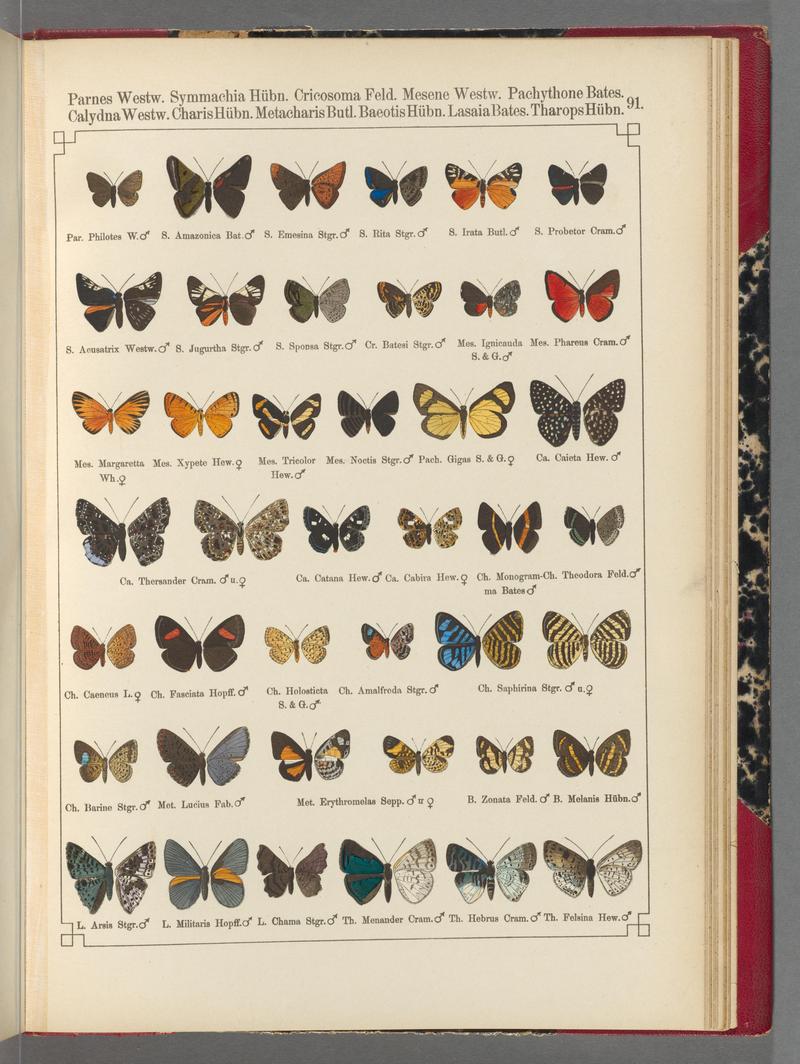 Exotische schmetterlinge (Taf. 91) BHL40070874