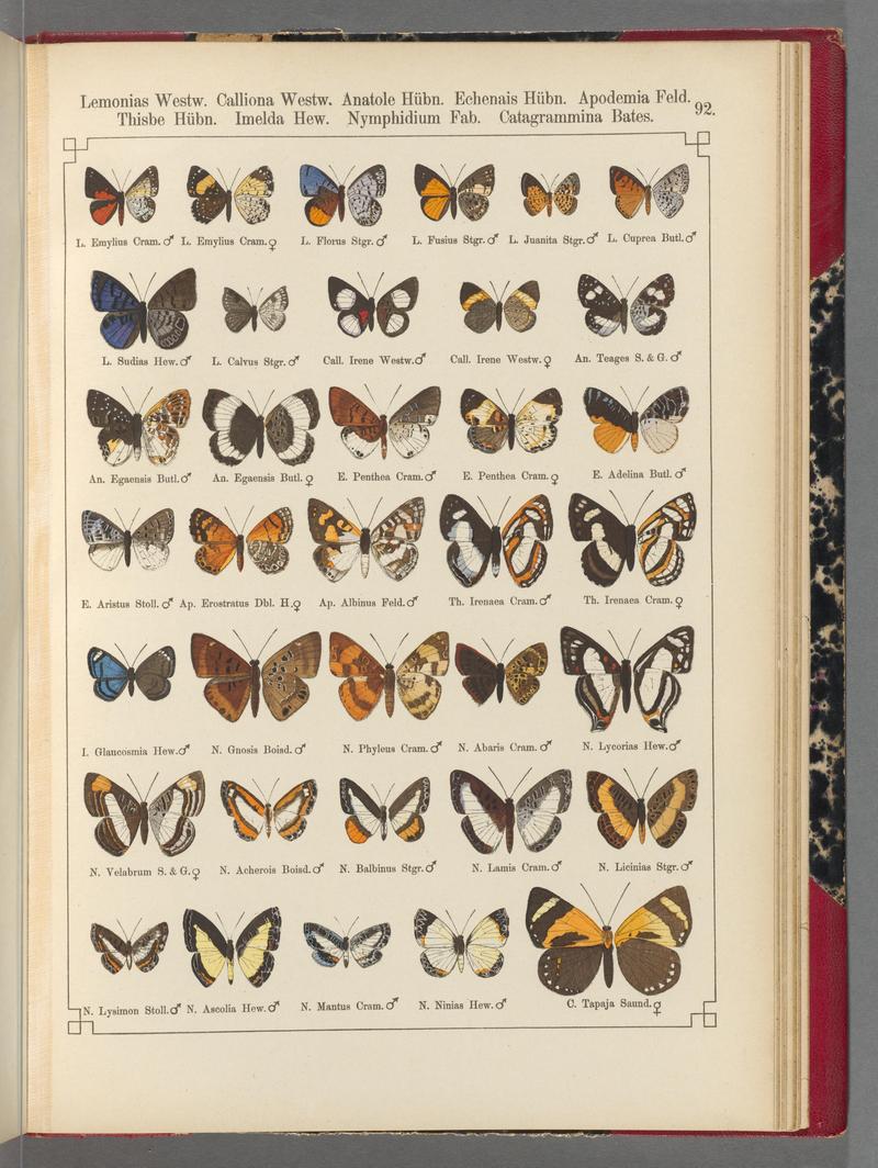 Exotische schmetterlinge (Taf. 92) BHL40070876