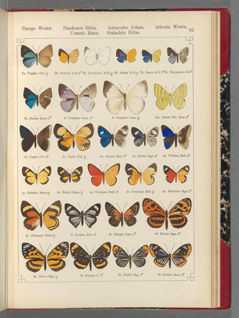 Exotische schmetterlinge (Taf. 93) BHL40070878