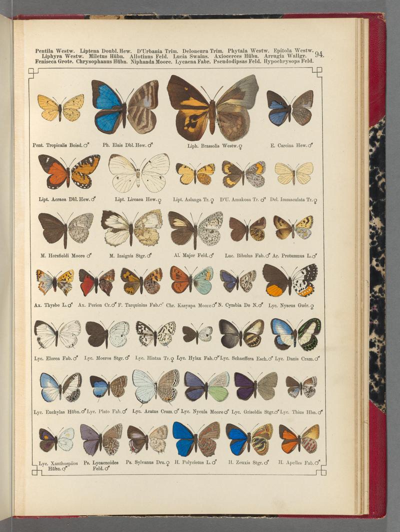 Exotische schmetterlinge (Taf. 94) BHL40070880