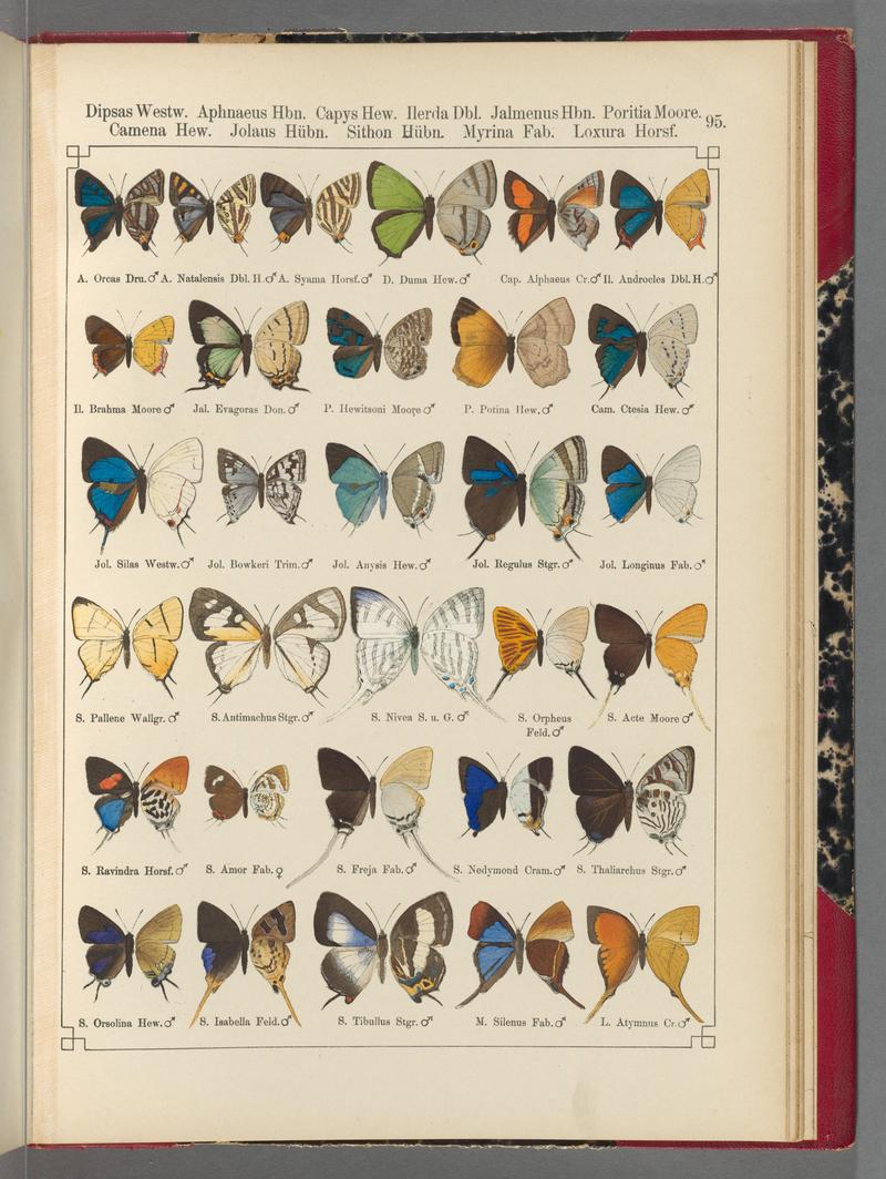 Exotische schmetterlinge (Taf. 95) BHL40070882