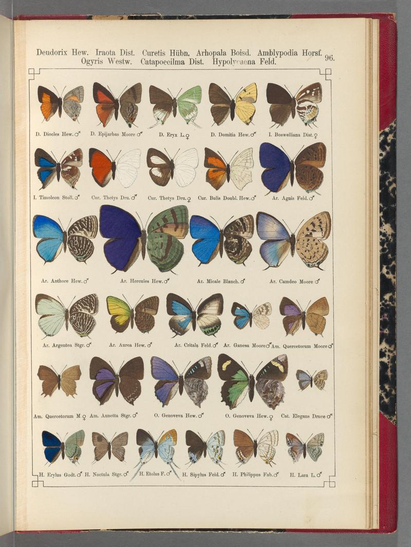 Exotische schmetterlinge (Taf. 96) BHL40070884