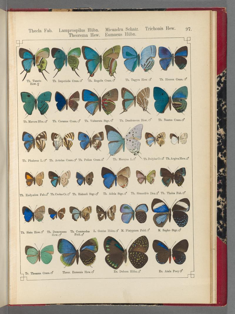 Exotische schmetterlinge (Taf. 97) BHL40070886