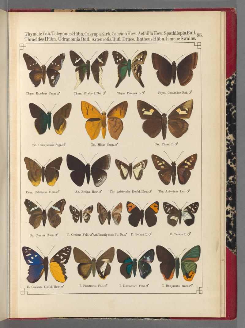 Exotische schmetterlinge (Taf. 98) BHL40070888
