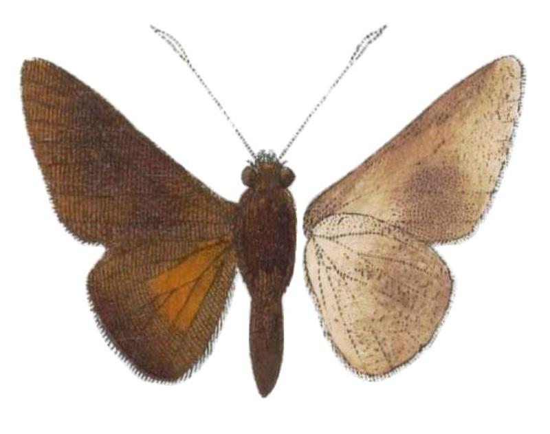 Exotische schmetterlinge (Taf. 99) BHL40070890, Moltena fiara