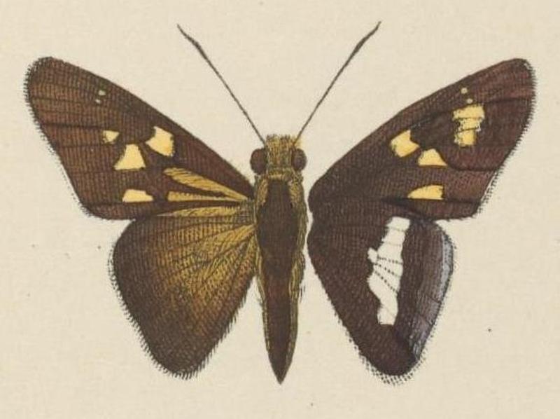 Exotische schmetterlinge (Taf. 99) BHL40070890, Panoquina evadnes, ♂