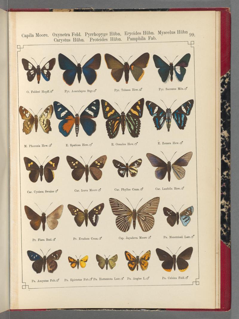 Exotische schmetterlinge (Taf. 99) BHL40070890
