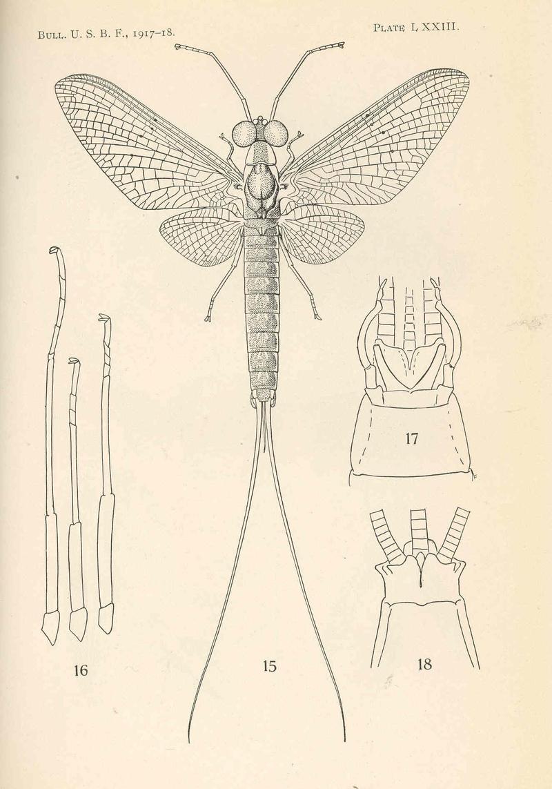 FMIB 38379 Pentagonia vittigera Walsh; adult
