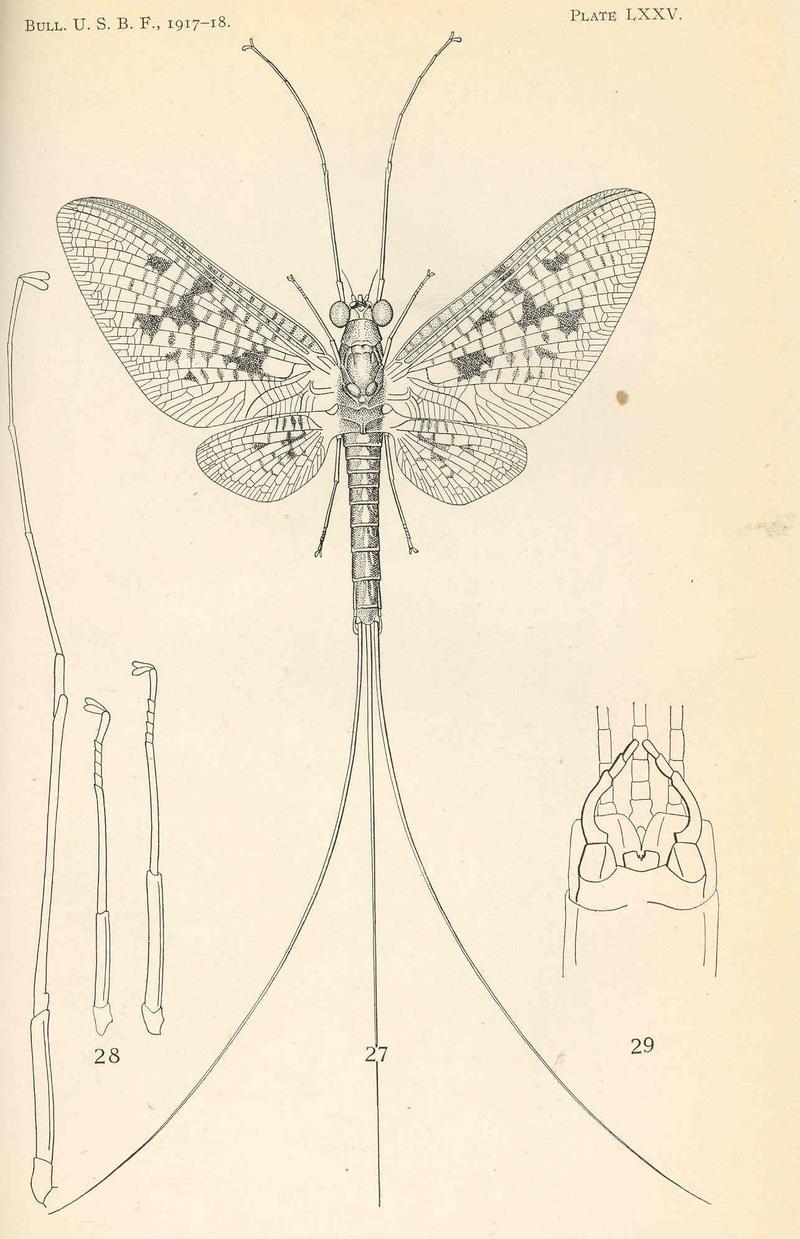 FMIB 38385 Ephemera varia Eaton; adult