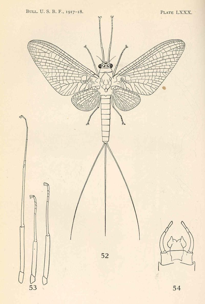 FMIB 38387 Potamanthus flaveola Walsh; adult