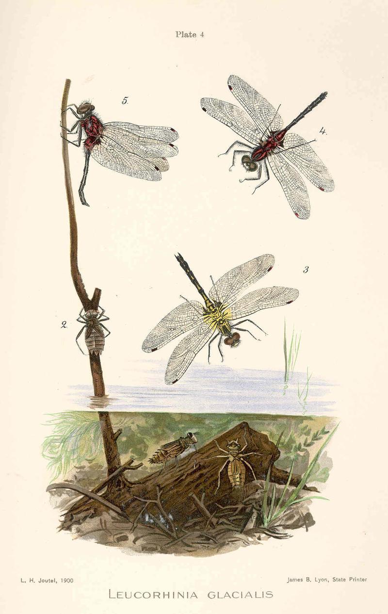 FMIB 43263 Leucorhina glacialis- 1 Two nuymphs on the bottom of the pond; 2 Empty nymph skin, left clinging to a branch after