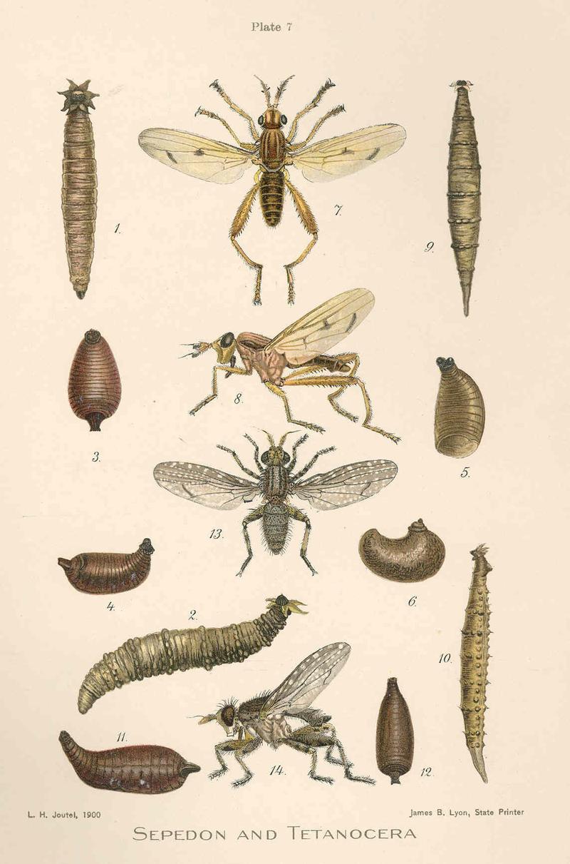 FMIB 43266 Sepedon and Tetaoncera - Sepedon fuscipennis Loew- 1 Larva, dorsal view; 2 Larva, lateral view; 3 Puparium, dorsal view; 4
