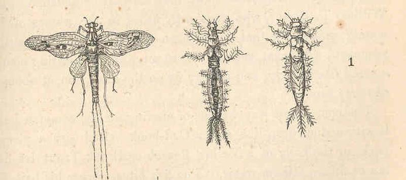 FMIB 44107 Mayflies, Perfect, and Embryo