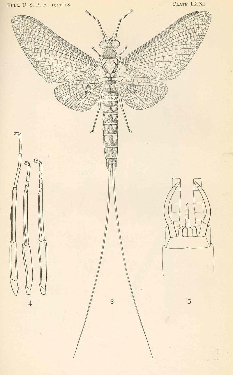 FMIB 47829 Hexagenia bilineata Say; adult