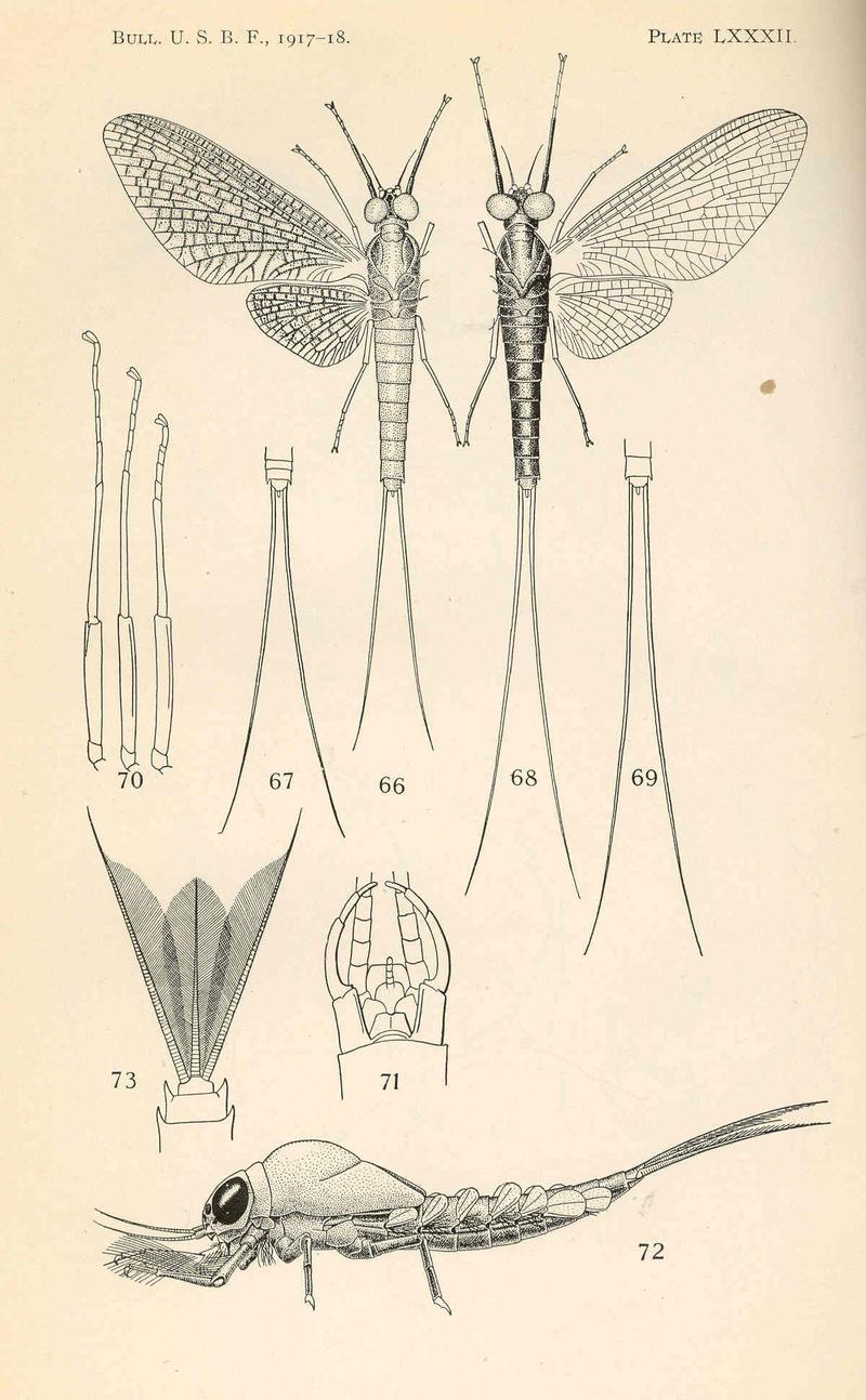 FMIB 47830 Chirotenetes siccus Walsh