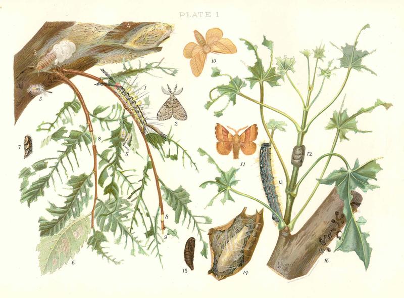 FMIB 47889 White Marked Tussock Moth (Notolophus leucostigma Abb and Sm)- 1 Full grown caterpillar; 2 Male moth at rest; 3 Female moth