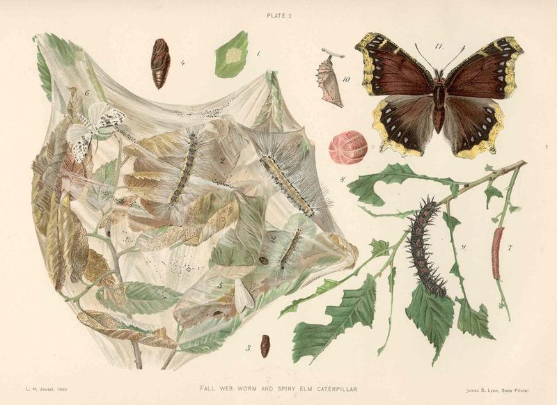 FMIB 47897 Fall Web Worm and Spiny Elm Caterpillar- FAll Web Worm (Hyphantria cunea Drury)- 1 Cluster of eggs; 2 Dorsal views of full and