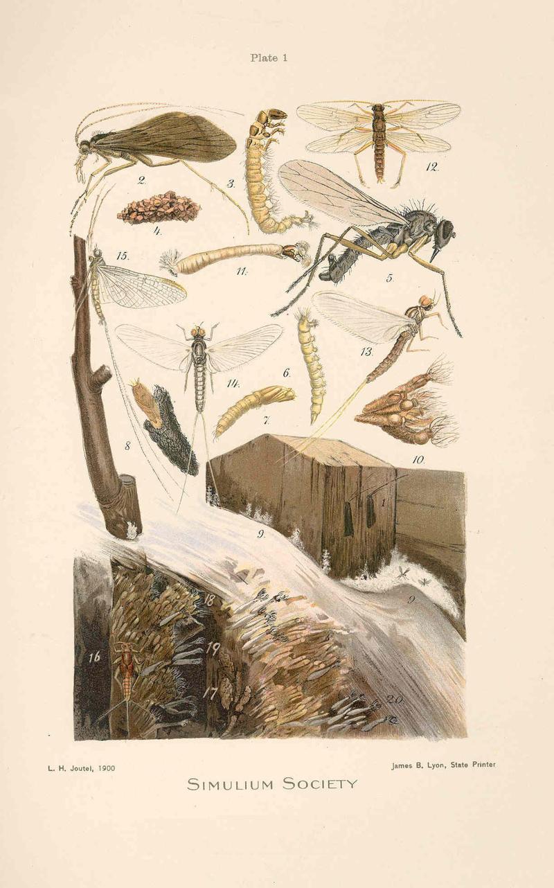 FMIB 47898 Simulium Society- 1 Two imagos of hydropsyche; 2 Imago of hydorpsyche; 3 Larva of hydropsyche; 4 Pupal case of hydropsyche; 5
