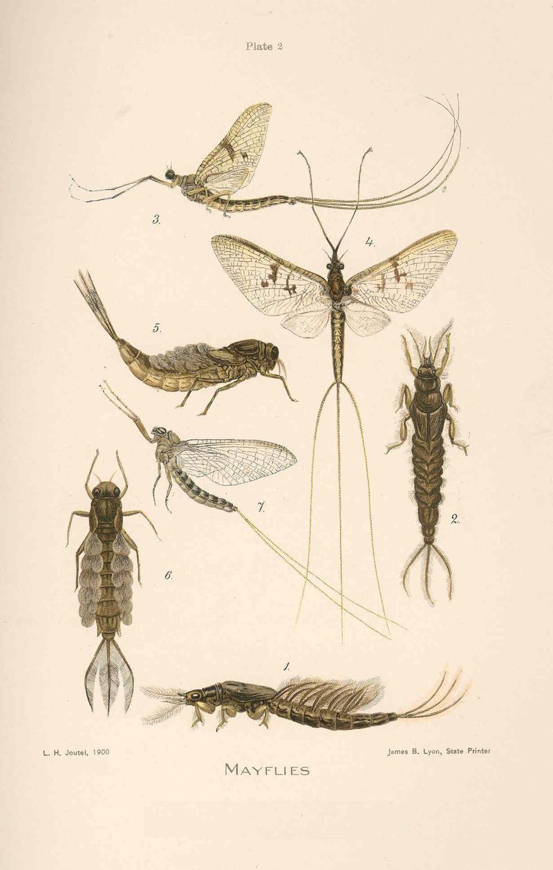 FMIB 47899 Mayflies- Ephemera viria Etn 1 Lateral view of the nymph Note the latero-dorsal breathing organs or gills on the abdominal