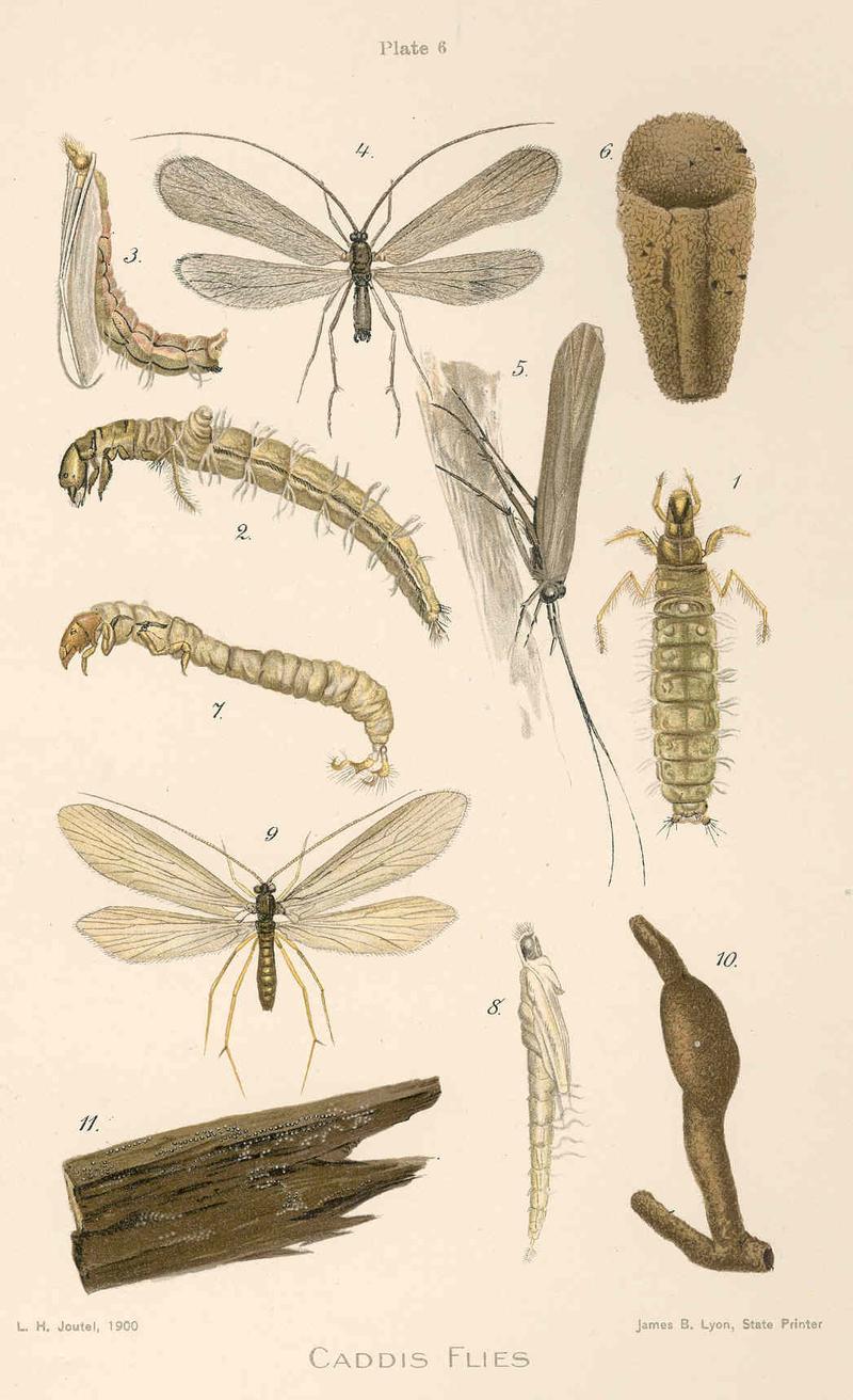 FMIB 47901 Caddis Flies- 1 Dorsal view of larva of Molanna cinerea Hagen; 2 Lateral view of larva of M Cinerea; 3 Lateral view of the pupa