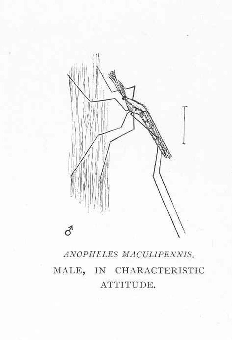 FMIB 48463 Anopheles maculipennis Male, in characteristic attitude