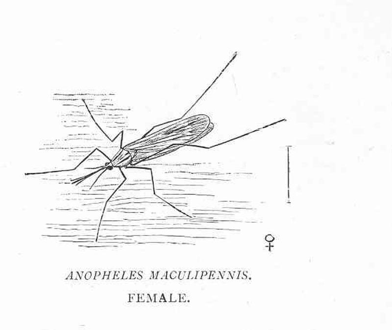 FMIB 48464 Anopheles maculipennis Female