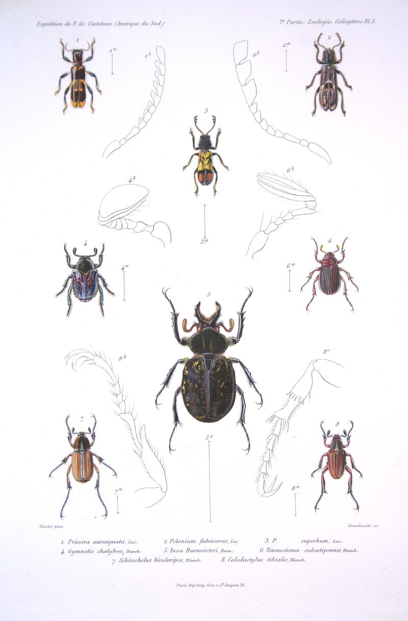 F de Castelnau-coléoptèresPl05