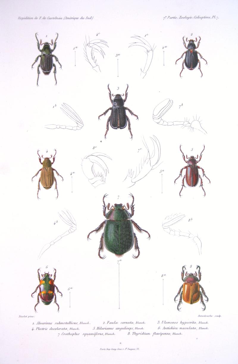F de Castelnau-coléoptèresPl07