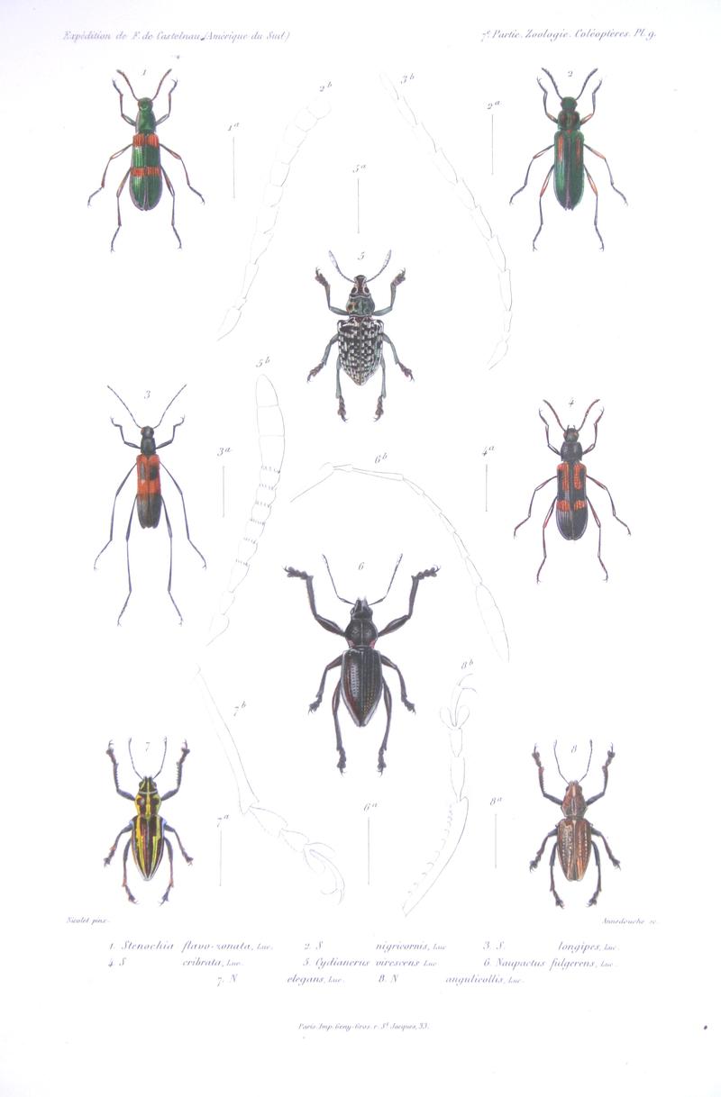 F de Castelnau-coléoptèresPl09