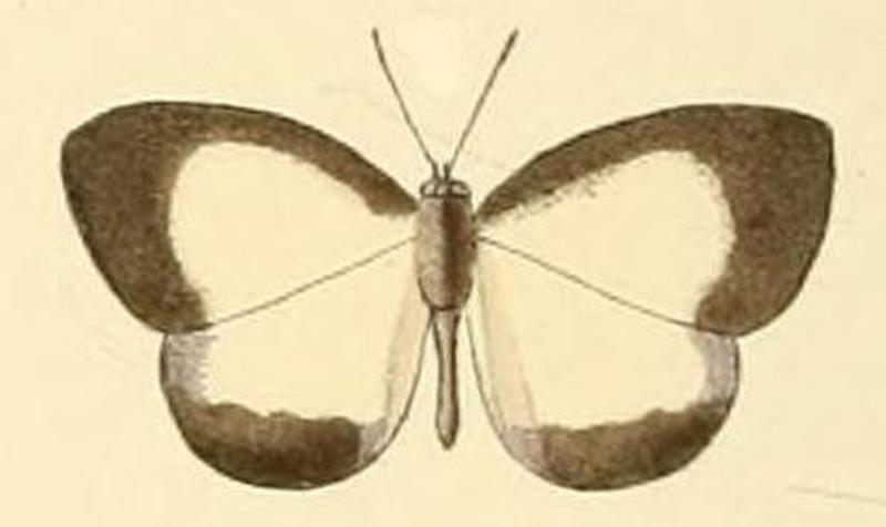 Falcuna libyssa1