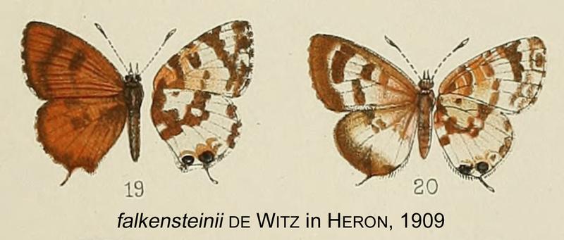 FalkensteiniiDewitz inHeron1909