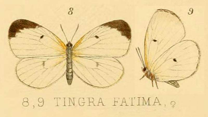 fatima from Rhopalocera Exotica