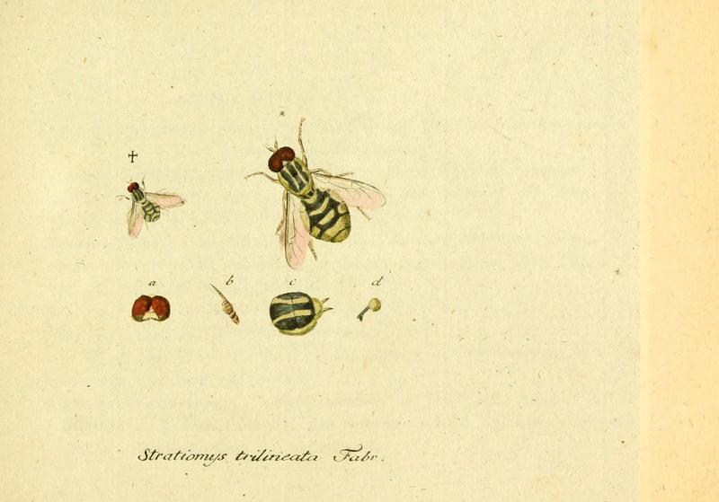 Fauna Germanica, Diptera (6045693605)