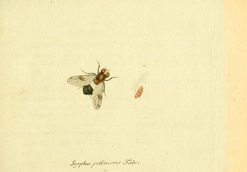 Fauna Germanica, Diptera (6045694277)