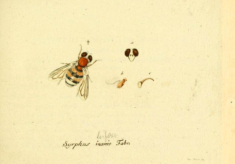 Fauna Germanica, Diptera (6045695245)