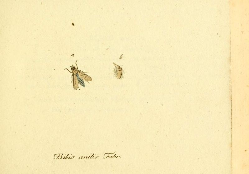 Fauna Germanica, Diptera (6045695967)